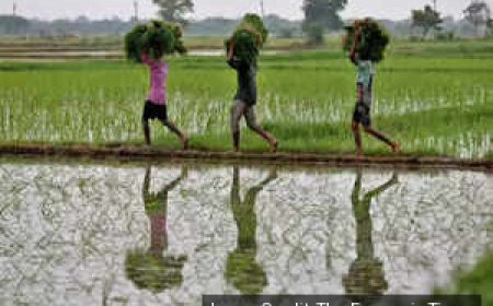 Economic Survey: Pvt capital, climate tech key to fixing farm productivity