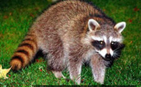 Police raccoon killing in Mass. town sparks calls for wildlife training