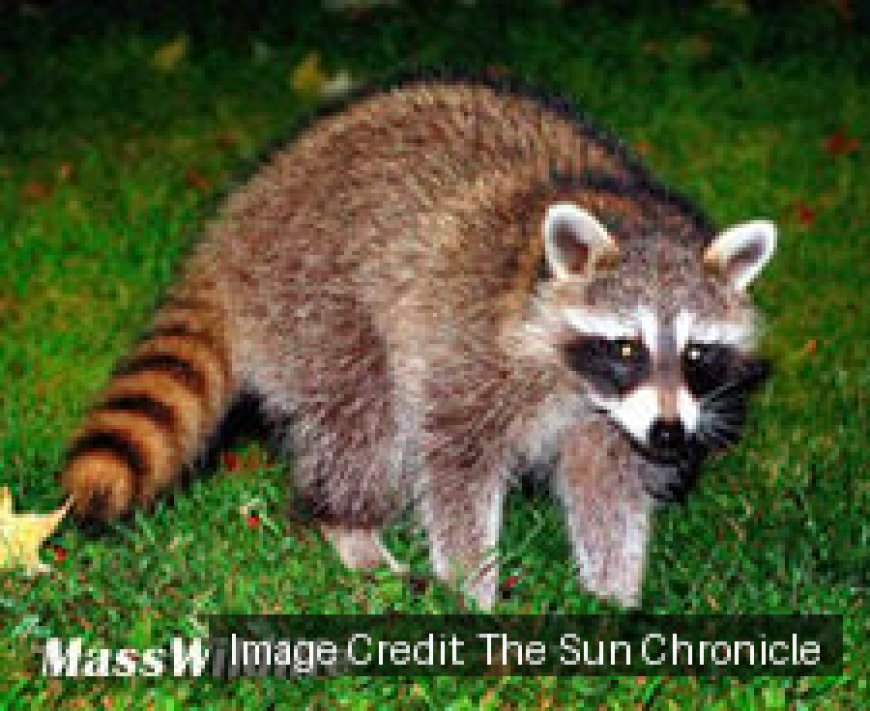 Police raccoon killing in Mass. town sparks calls for wildlife training