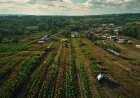 Jharkhand Police Destroy Over 400 Acres of Illicit Opium Crops Using Drones