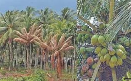 Farmers see hope to regrow wilting coconut trees