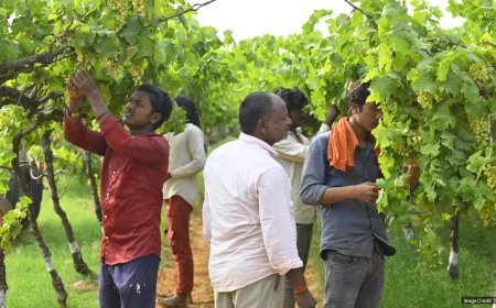 Migrant hands rooted across Telangana’s farms