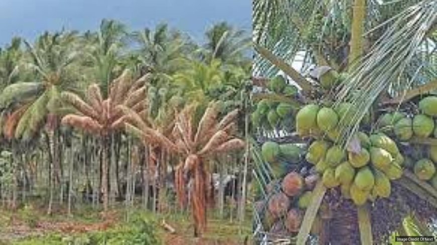 Farmers see hope to regrow wilting coconut trees