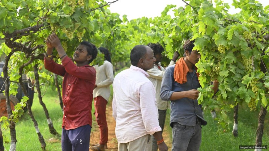 Migrant hands rooted across Telangana’s farms